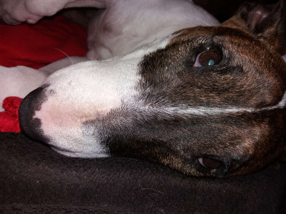 Allergie beim Hund